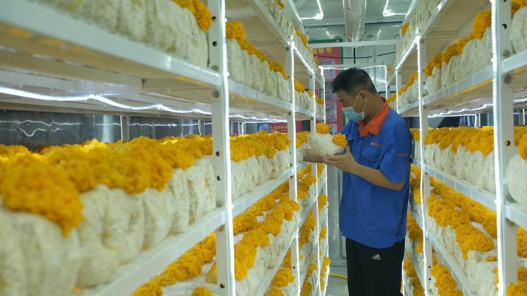 ɽ�|���f�����S�𡱮a(ch��n)�I(y��)朣��ġ������������Ƽ���(w��n)�a(ch��n)��